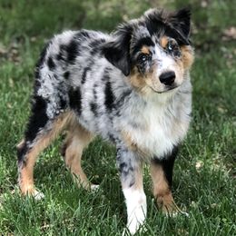 Australian Shepherds from A&K’s Aussies