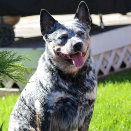 Australian Cattle Dog All Grown Up from Devon’s ACDs