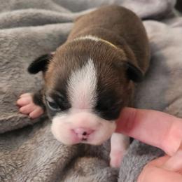 Yellow Collar - Seal and white female Boston Terrier puppy in Shreveport, Louisiana from Cristi's Port Bostons