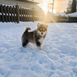 Snickerdoodle - Wolf sable male Pomsky puppy in Cleveland, Ohio from Lake Point Pomskies