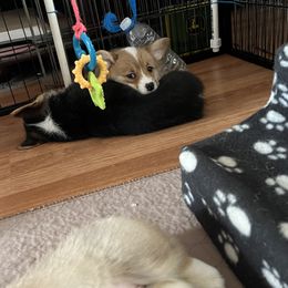 Pembroke Welsh Corgi Puppies from Shenanigans Ranch