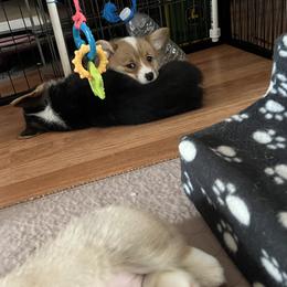 Pembroke Welsh Corgi Puppies from Shenanigans Ranch