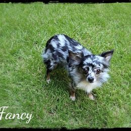 Fancy Girl - Chihuahua