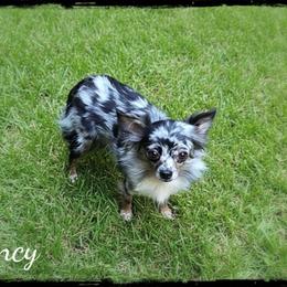 Fancy Girl - Chihuahua