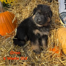 Orion - Black and red male German Shepherd puppy in Hillsboro, Indiana from Salty Raccoon Ranch German Shepherds