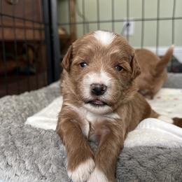 Green collar boy - Apricot male Goldendoodle puppy in Fairfield, California from Twin Sisters Doodles