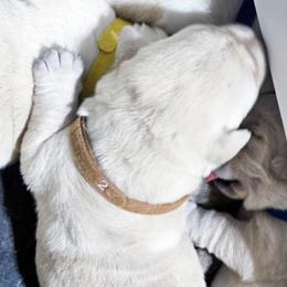 Puppy 2 - Yellow female Labrador Retriever puppy in Norwell, Massachusetts from Gabriel Ben-Yosef's Labs