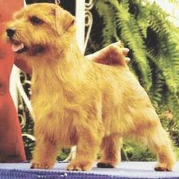 Norfolk Terrier and Norwich Terrier All Grown Up from Infinity Kennels