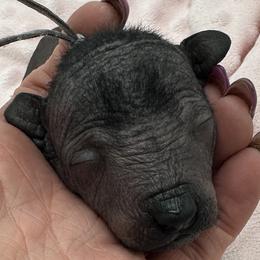 Girl 1 - female Xoloitzcuintli puppy in West Jordan, Utah from Majestic Nakids