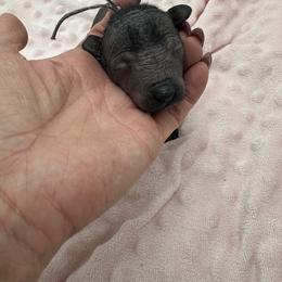 Girl 1 - female Xoloitzcuintli puppy in West Jordan, Utah from Majestic Nakids