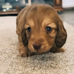 Boy 2 - Cream Dachshund puppy in Red Bank, California from Ranch Hand Weenies