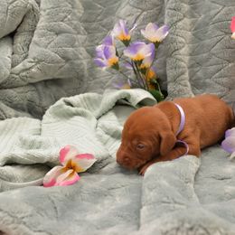 Miss Purple - Golden rust female Vizsla puppy in Lexington, Kentucky from Summit Vizsla (we can deliver to you)