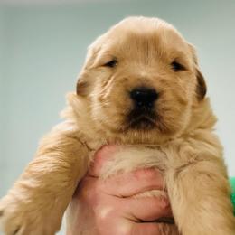 Biscuit - Golden female Golden Retriever puppy in Saint Pauls, North Carolina from Copperfield’s Goldens