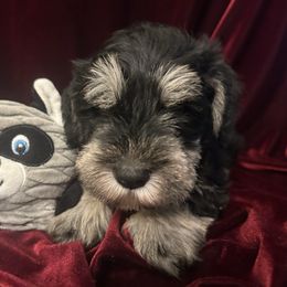 Male -Rusty - Black and silver male Miniature Schnauzer puppy in Granville, Ohio from Shull Mini Schnauzers