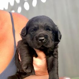 Licorice - Black male Dilute Retriever puppy in Baldwin City, Kansas from Hedge Lane Labradors