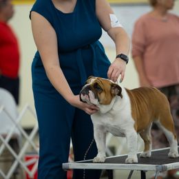 Bulldog, Great Dane, and Pointer All Grown Up from Dogma Danes & Pointers & Bulldogs