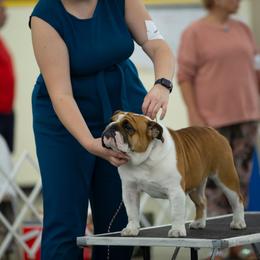 Bulldog, Great Dane, and Pointer All Grown Up from Dogma Danes & Pointers & Bulldogs