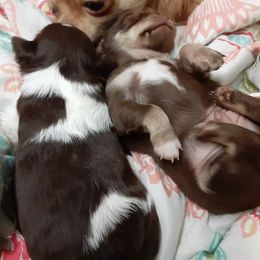 Chihuahua Puppies from Grace & Glory Chihuahuas