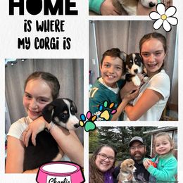 Pembroke Welsh Corgi Puppies from Montana Corgi Corral