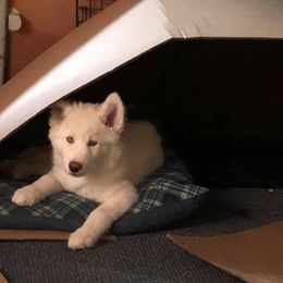 Siberian Husky Puppies from Greens 5 Acres Huskies