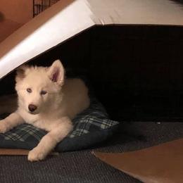 Siberian Husky Puppies from Greens 5 Acres Huskies