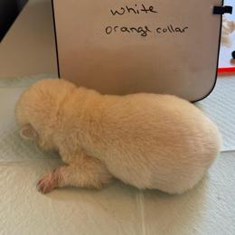 Quhana - White female Japanese Akitainu puppy in Hubert, North Carolina from Miyo Ken
