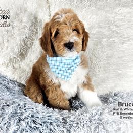 Bernedoodle Puppies from A Star is Born Doodles