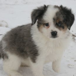 Pepper - Blue merle male Miniature Australian Shepherd puppy in Fairview, South Dakota from Dakota Toy Aussies
