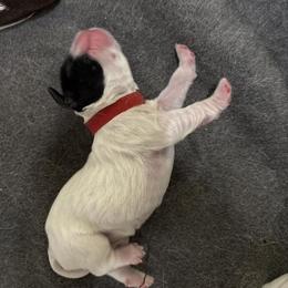 Cat - Black and white female English Springer Spaniel puppy in Borrego Springs, California from Desert Willow Kennel