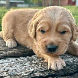 Boomer - Golden male Golden Retriever puppy in Doniphan, Missouri from Stockford’s Golden Retrievers