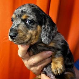 Charlie - Dapple male Dachshund puppy in Bostic, North Carolina from Faraway Farm Dachshunds