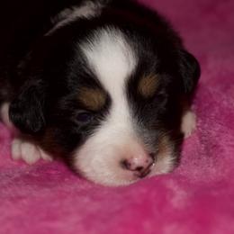 Faith Hill - Black tri female Miniature Australian Shepherd puppy in Godley, Texas from Bradley Kennels