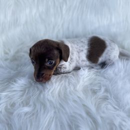 Dachshund Puppies from Dachshund Meadows