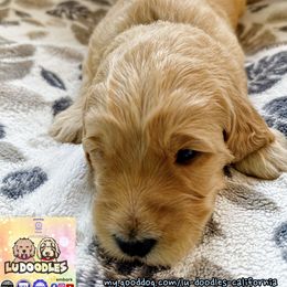 Azul - Cream male Goldendoodle puppy in Santa Cruz, California from Lu Doodles