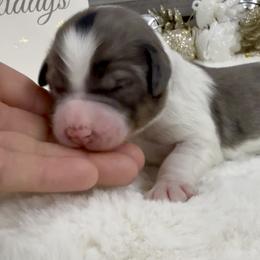 Polar Express - Merle female Bernedoodle puppy in Hegins, Pennsylvania from Bubbling Springs Doodles, LLC