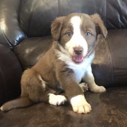 Border Collie Puppies from By Design Farm