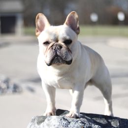 Ollie (AKC champion) - French Bulldog
