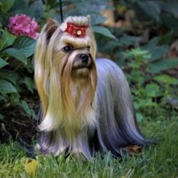 Tessa - Yorkshire Terrier