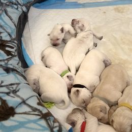 Pearl - Golden female Golden Retriever puppy in Aliso Viejo, California from Golden Puppy Dog