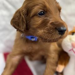 Royal Blue collar - Mahogany male Irish Setter puppy in Choctaw, Oklahoma from Heartland Irish Setters