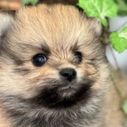 Pomeranians from Hounchell’s Pomeranians