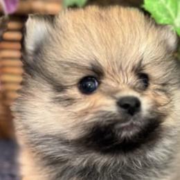 Pomeranians from Hounchell’s Pomeranians