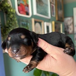Dahlia - Black and tan female Dachshund puppy in Jacksonville, North Carolina from Lizzie’s Doxies