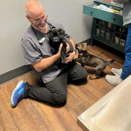 German Shepherd Puppies from German Shepherds of Virginia