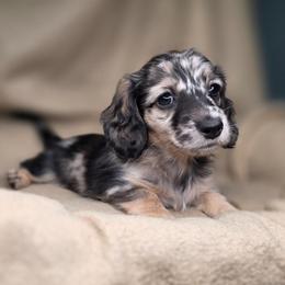 Jessie - Dapple female Dachshund puppy in Tucson, Arizona from Crowned Doxies