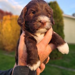 Bernedoodle and Double Doodle Puppies from Cloud Nine Doodles