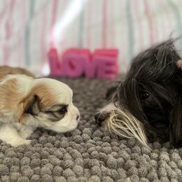 Havanese Puppies from Cielo Havanese