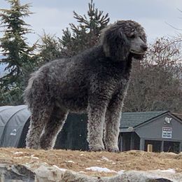 Fancy - Poodle