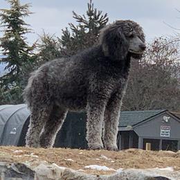 Fancy - Poodle