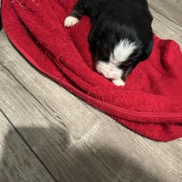 Bessie OFA - Black rust and white female Bernese Mountain Dog puppy in Strasburg, Ohio from Lois Allison